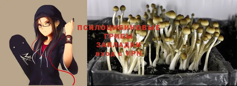 Галлюциногенные грибы Cubensis  продажа наркотиков  blacksprut рабочий сайт  Лабинск 